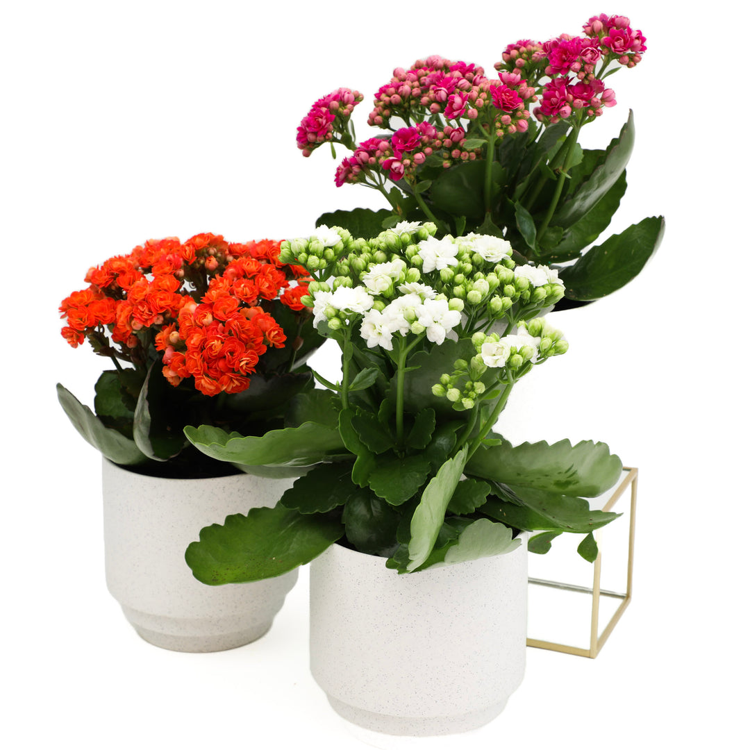 kalanchoe pot plant