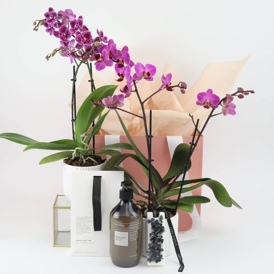 Phalaenopsis Gift package