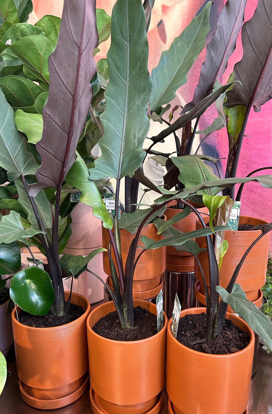 Alocasia Lauterbachiana