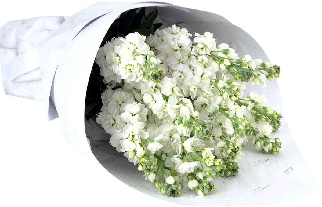 Seasonal One Flower On Mass