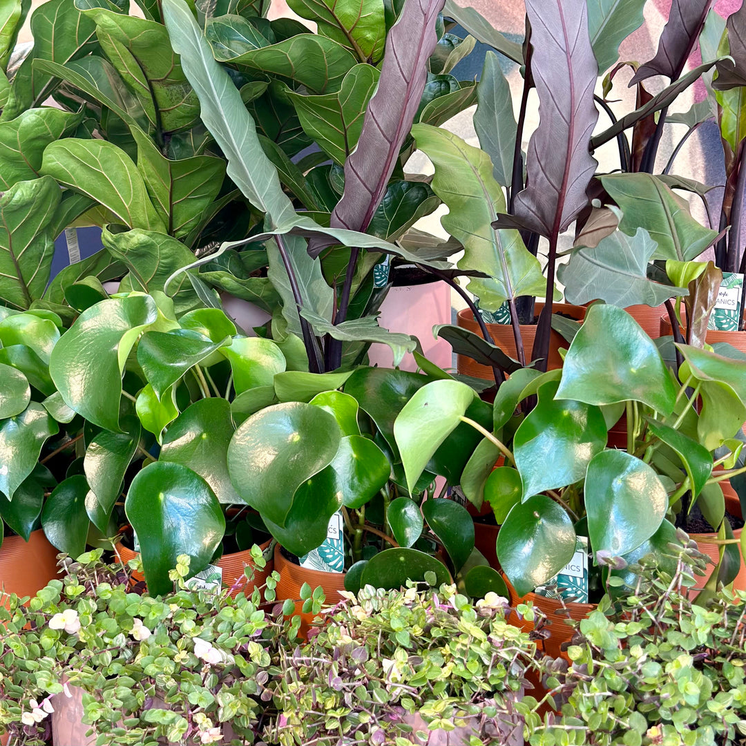 Indoor Plants