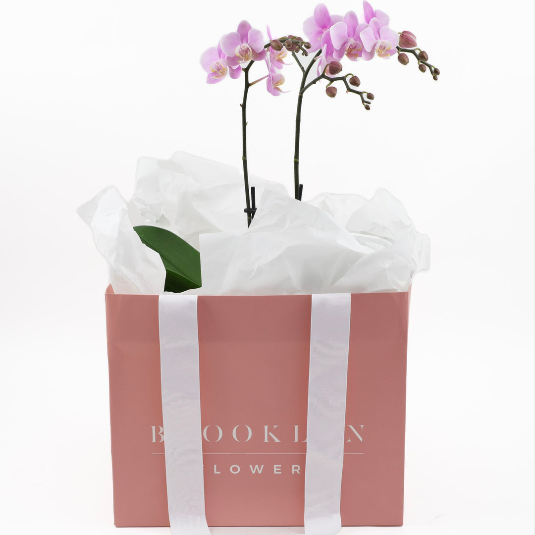 Phalaenopsis Plant
