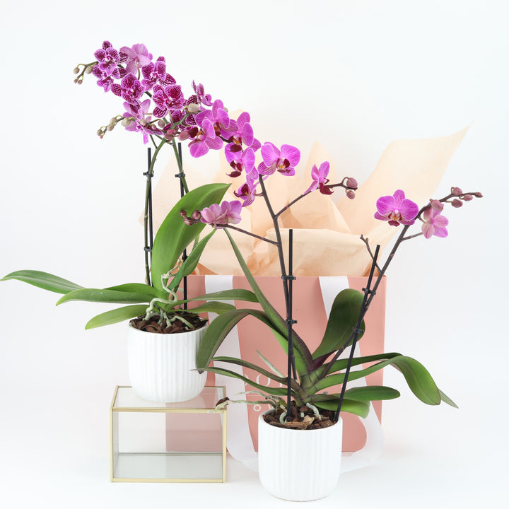 Phalaenopsis Plant