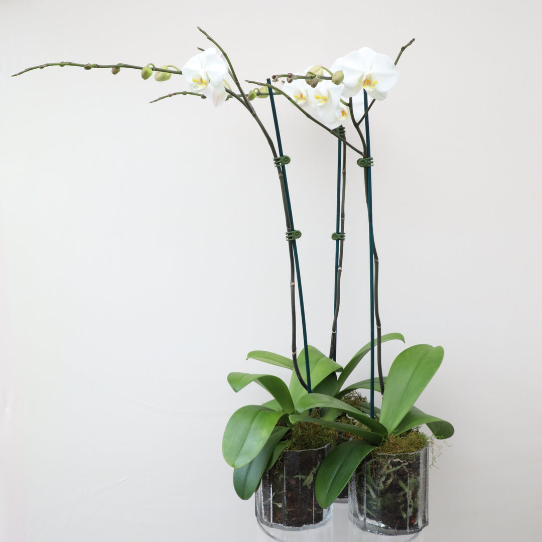 White Phalaenopsis Orchid Plants - Brooklyn Flowers