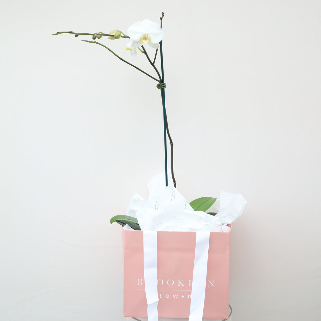 White Phalaenopsis Orchid Plants - Brooklyn Flowers
