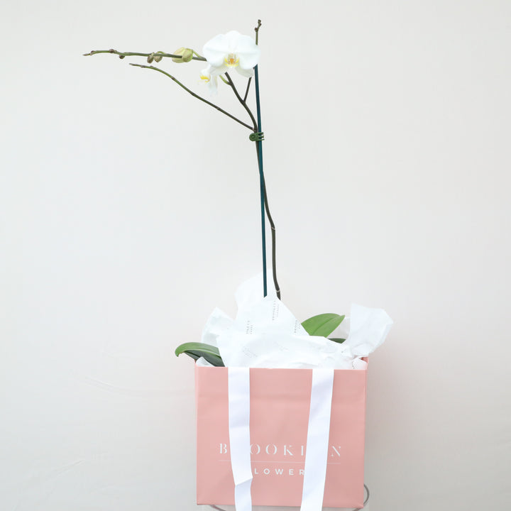 White Phalaenopsis Orchid Plants - Brooklyn Flowers
