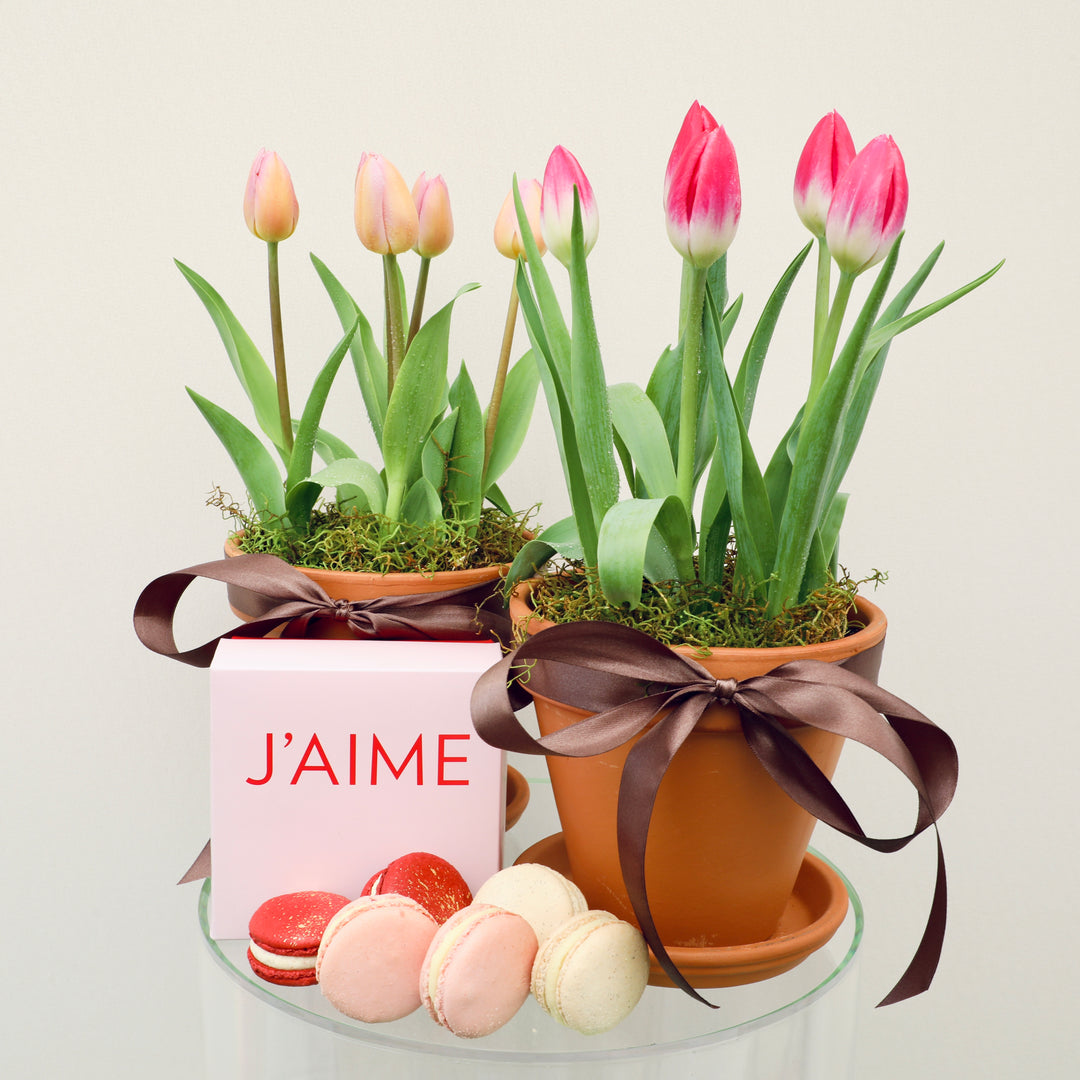 Tulip Pot + Macarons (Pre Order Only) - Brooklyn Flowers