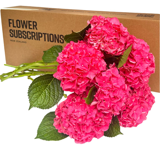 Subscriptions Collection Brooklyn Flowers