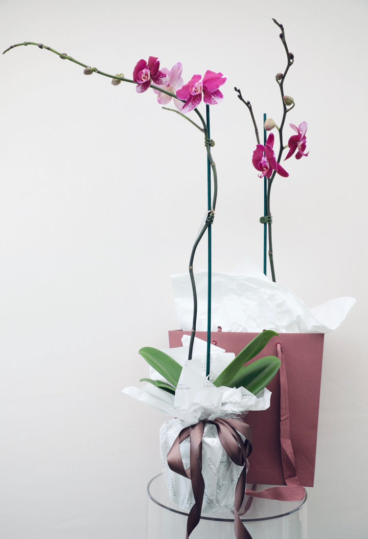 Phalaenopsis Orchid Gift Wrapped - Brooklyn Flowers