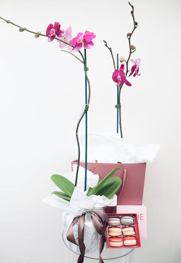 Phalaenopsis Orchid Gift Wrapped - Brooklyn Flowers