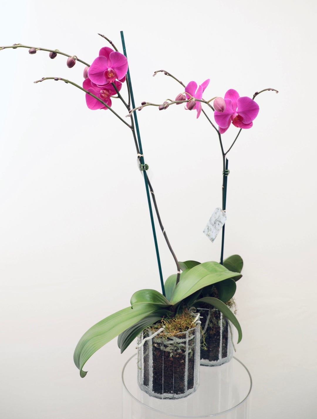 Pink Double Phalaenopsis Orchid Plants - Brooklyn Flowers