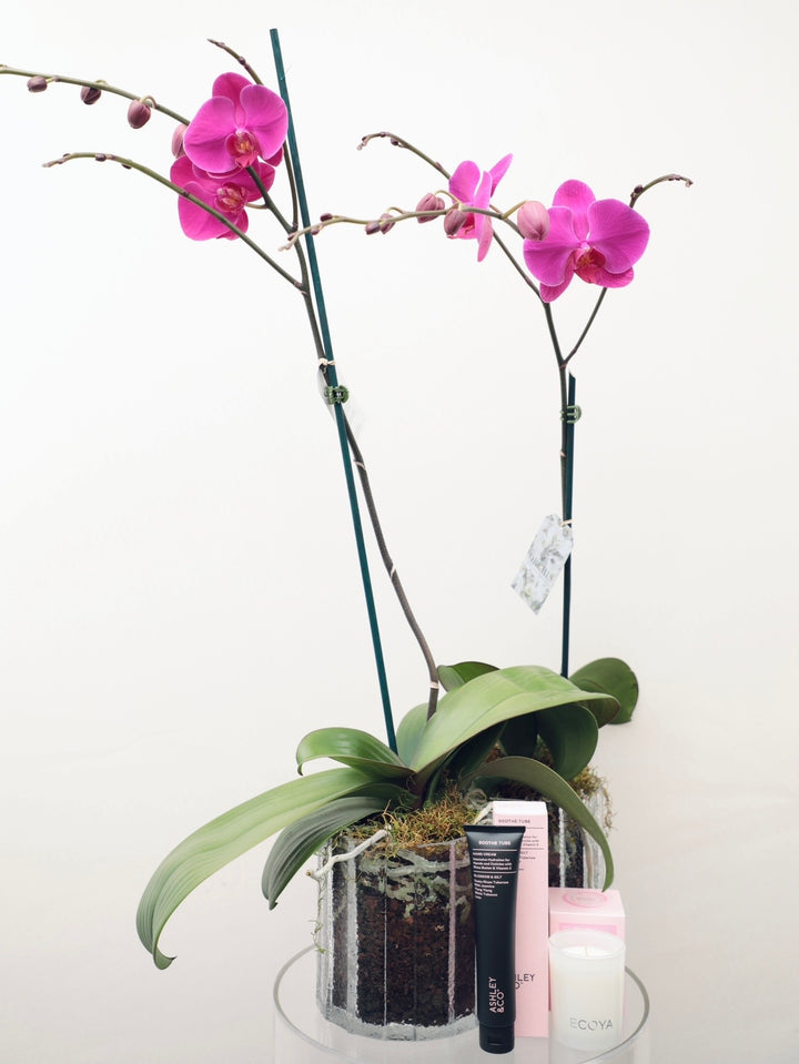 Pink Double Phalaenopsis Orchid Plants - Brooklyn Flowers