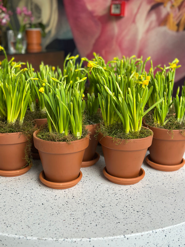 Terracotta Yellow Daffodil Pot Plant - Brooklyn Flowers