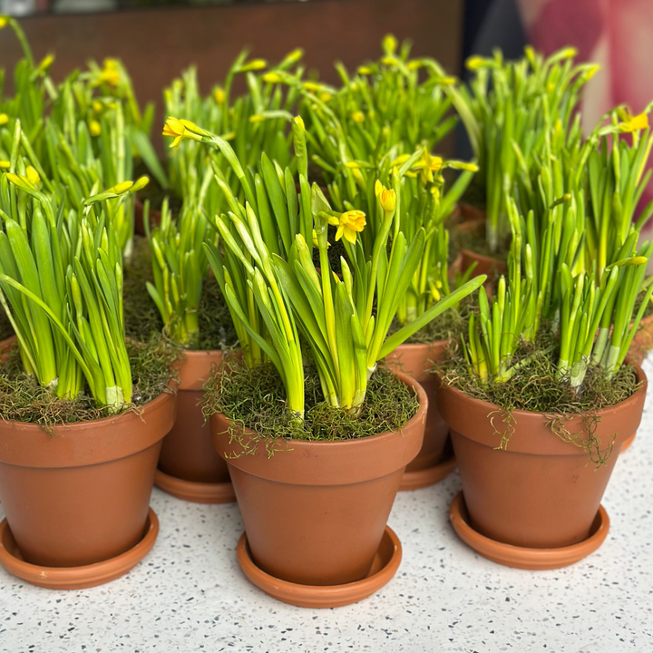 Terracotta Yellow Daffodil Pot Plant - Brooklyn Flowers