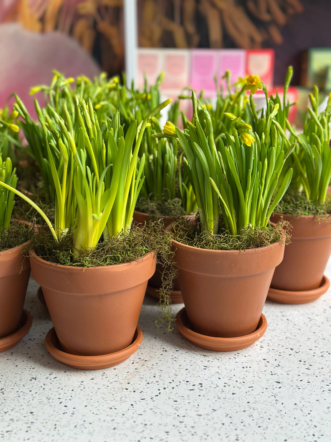 Terracotta Yellow Daffodil Pot Plant - Brooklyn Flowers