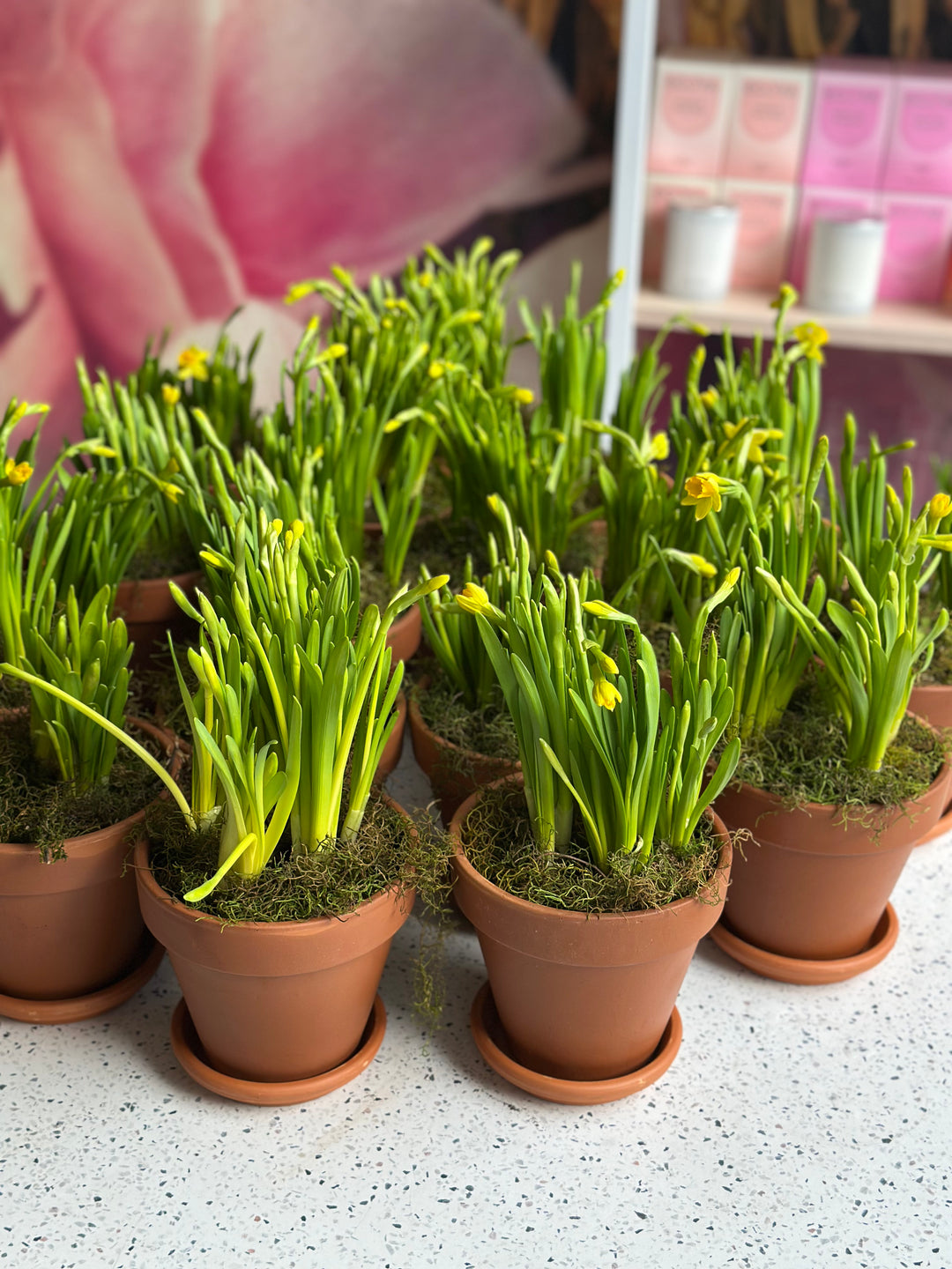 Terracotta Yellow Daffodil Pot Plant - Brooklyn Flowers