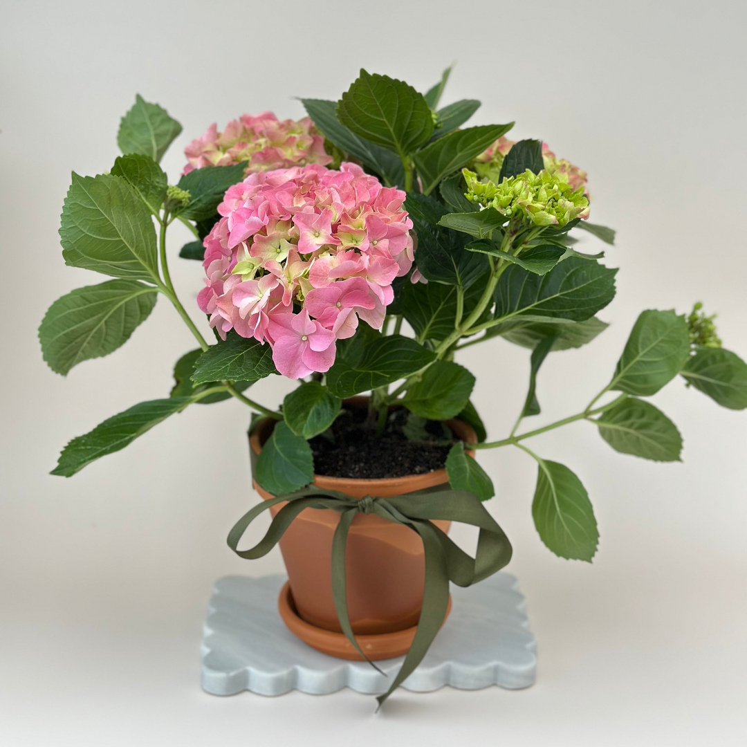 A potted pink hydrangea with green leaves in a terracotta pot, tied with a dark green ribbon and displayed on a white scalloped stand against a light gray background.