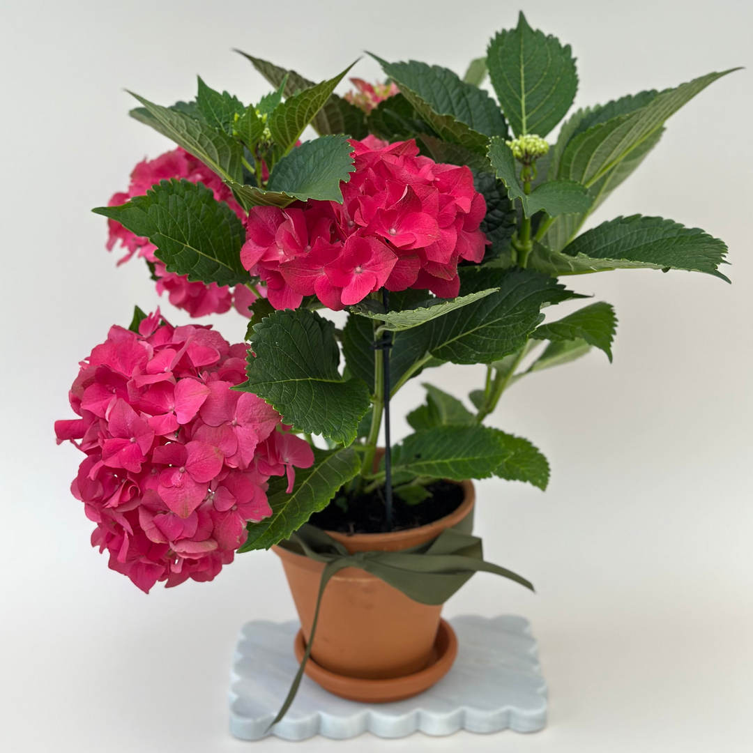 Bouquet of the week - Brooklyn Flowers