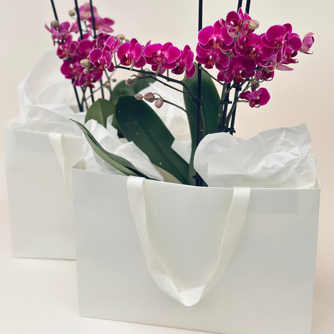 Branching Phalaenopsis Plant