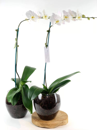 Grandiflora Phalaenopsis Orchid Plants - Brooklyn Flowers