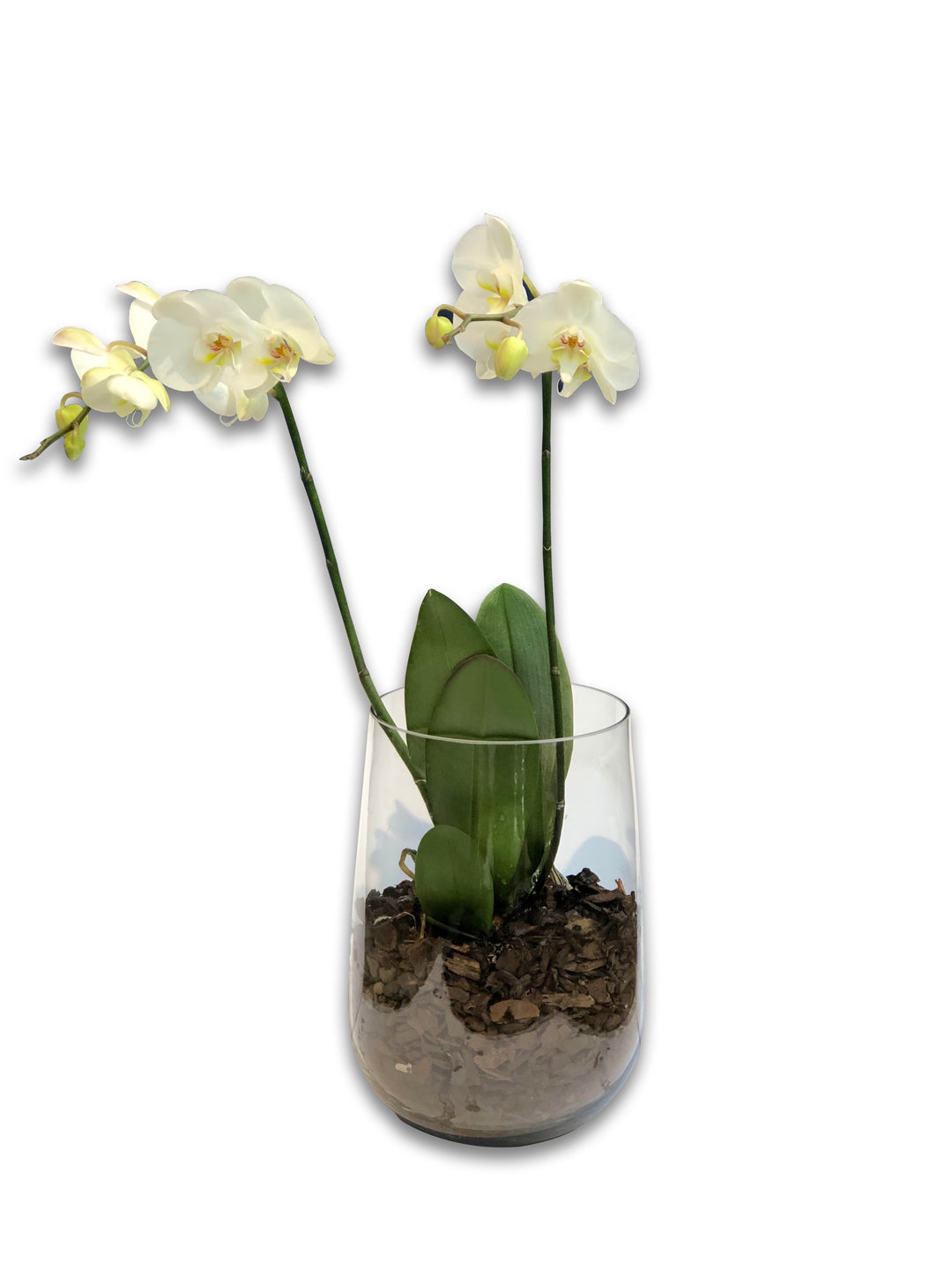 White Phalaenopsis Orchid Plants - Brooklyn Flowers