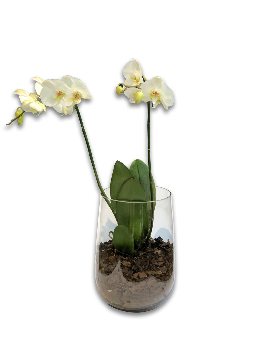 Mother's Day White Phalaenopsis Orchid Plants - Brooklyn Flowers