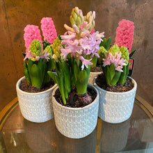 Load image into Gallery viewer, Potted Hyacinth
